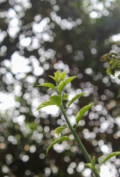istock plants with blur background of trees 2161800301