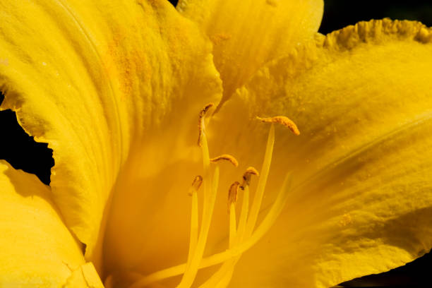Macro photography of a bright yellow daylily showing the stamen and anthers. Lily is isolated on a black background, photo taken on a summer day in Iowa.