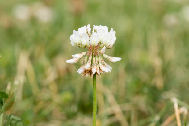 A white clover flower in bloom, isolated on a blurred green background on a summer day in Iowa with copy space for text.