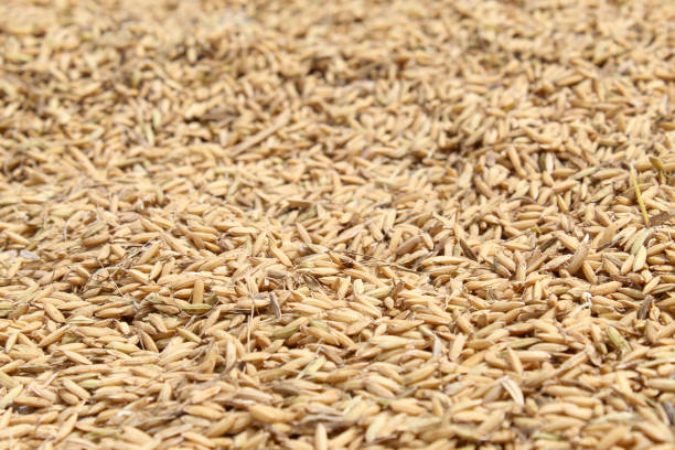 istock close up texture of yellow raw rice. 2161800725