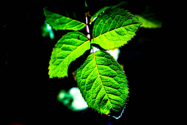 Atmospheric foliage photo in autumn