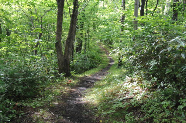 istock Path through the green forest on a sunny day 2161801807