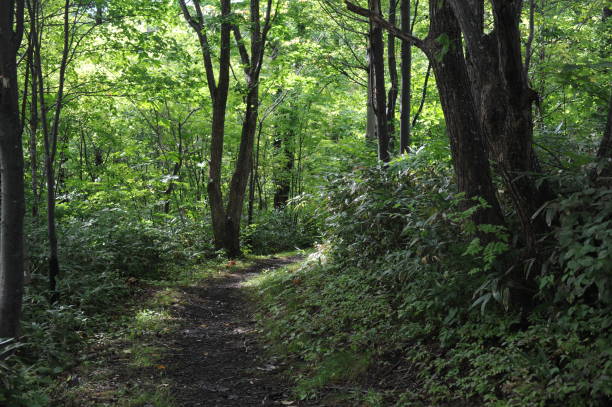 istock Path through the green forest on a sunny day 2161801808