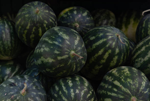 A picture of watermelons, used for feeding elephants, at the Elephant Jungle Sanctuary Phuket.