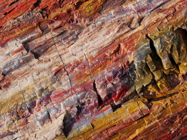 Colorful textured petrified wood