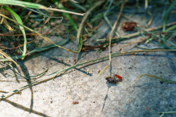 red soldier bug carrying food across asphalt