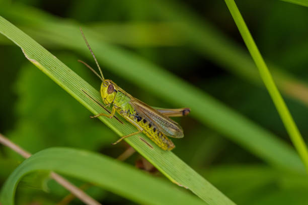 istock Green grasshopper blends with leaves, perched on plant stem, displaying beauty in natural habitat 2161804708