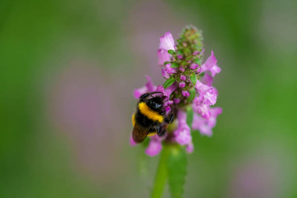 Close-up of a bumblebee collecting nectar from a purple flower, set against a blurred green background.