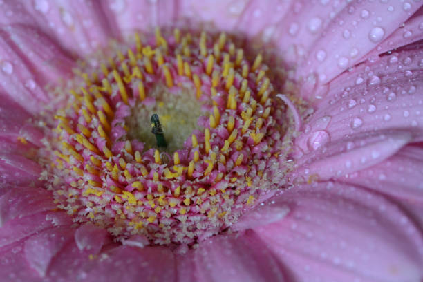 Close-up of a beautiful red Gerbera flower with water drops. Beautiful heart shaped bokeh - it's a REAL bokeh photo, not an illustration or computer filter. Shallow depth of field, space for copy.