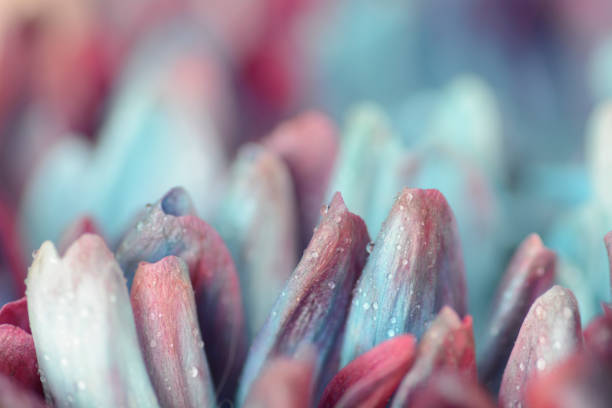 istock Macro photo of a spring flower 2161804868