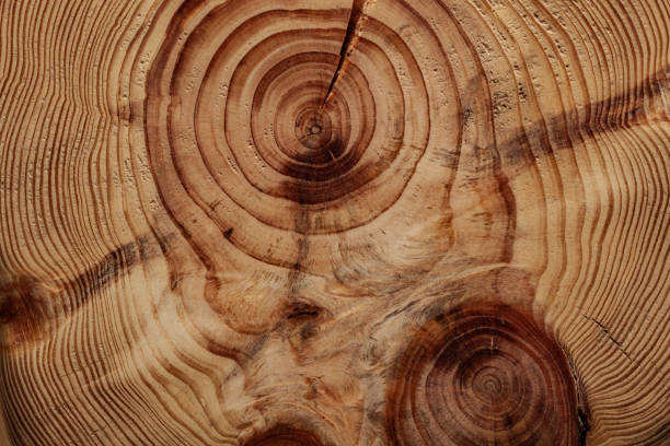 Cracked End Cut Of Pine Tree Trunk Texture