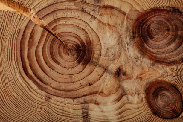 istock Damaged Wood Board Cross Cutted Tree Trunk Close Up. 2161805703