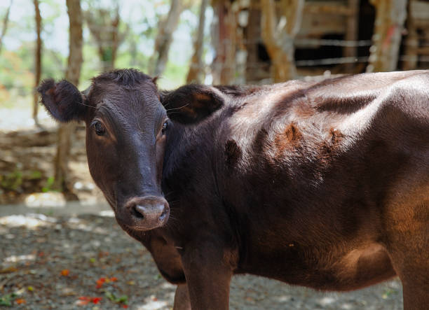 istock A young black calf stands outdoors 2161805732