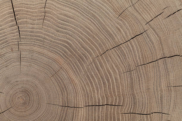 istock End Cut Of An Oak Trunk Texture. 2161805776