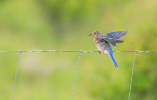 A female bluebird perched on a wire with an insect in its beak.