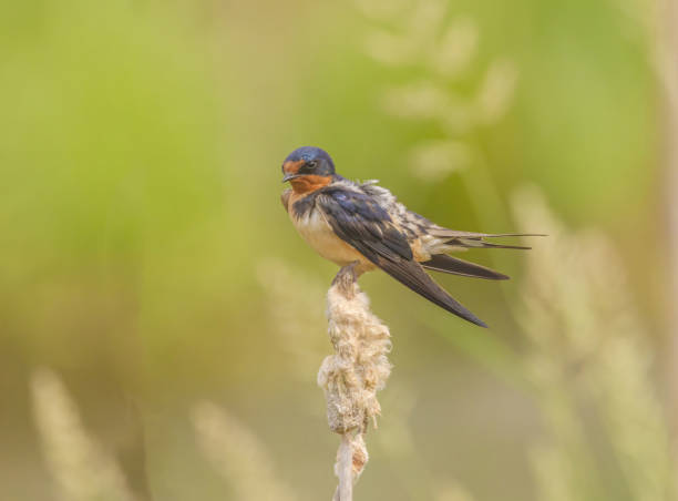 istock Barn Swallow In The Marsh On Cattail 2161806647