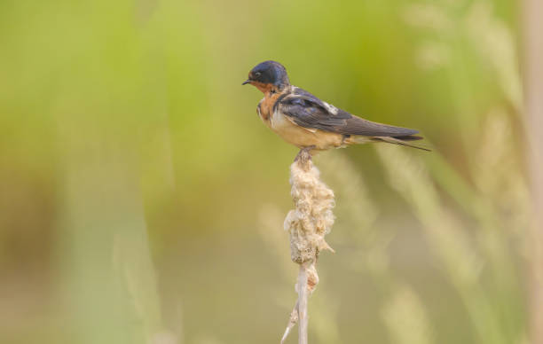 istock Barn Swallow In The Marsh On Cattail 2161806650