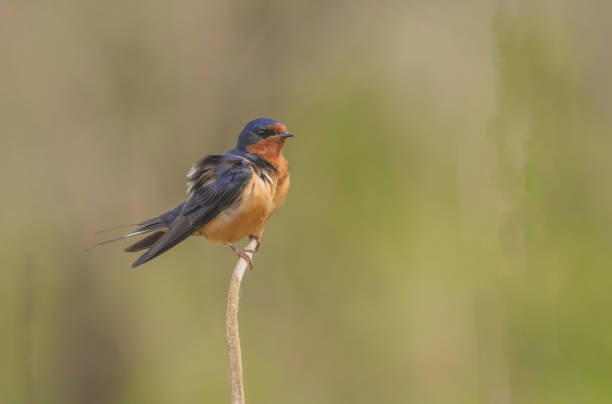 istock Barn Swallow In The Marsh On Cattail 2161806657