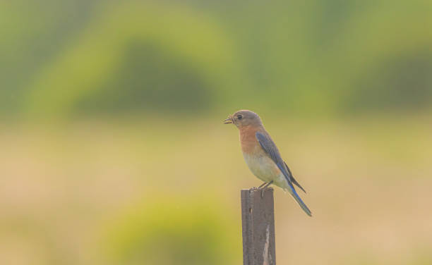 istock Female Bluebird Perched On Wire With Insect 2161806683