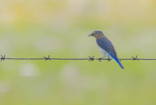 istock Female Bluebird Perched On Wire With Insect 2161806687