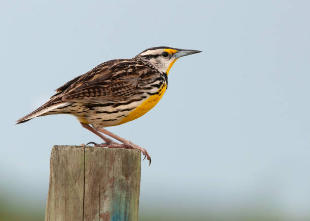 An Eastern Meadowlark, Sturnella magna, perched on a fence post. The Eastern Meadowlark thrives in open grasslands, prairies, and fields. Its populations are threatened by habitat loss.
