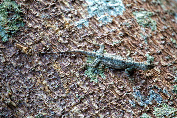 The Common Flying Dragon, with its wing-like flaps and elongated body, was spotted gliding in Costa Rica. This photo captures its unique presence in a tropical rainforest habitat.