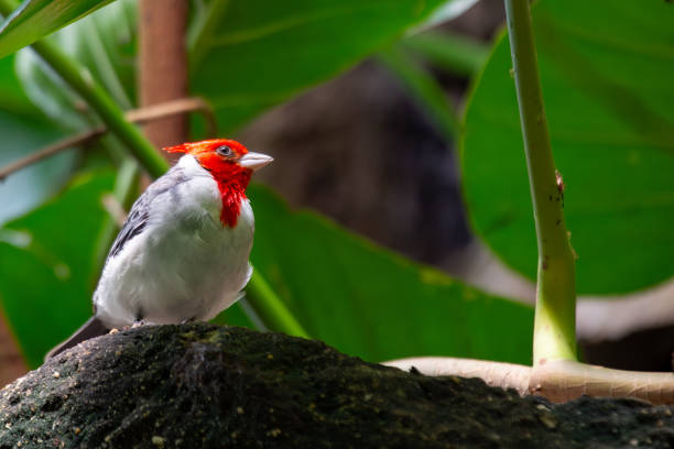 istock Pope Cardinal (Paroaria dominicana) - Commonly Found in Northeastern Brazil 2161809587