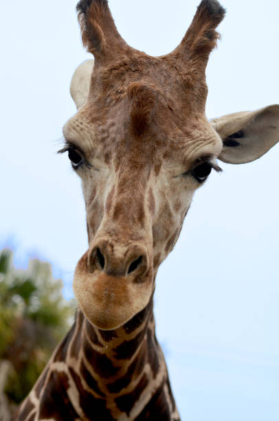 istock Giraffe close-up looking directly at viewers 2161809588