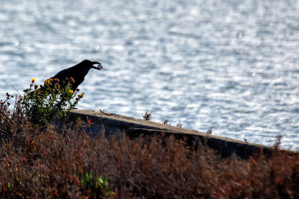 The Common Raven, with its glossy black feathers and an egg in its beak, was spotted in Golden Gate Park, San Francisco. This photo captures its cunning presence in an urban park habitat.