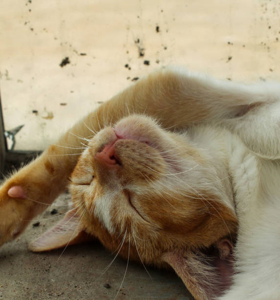 Close up of cute sleeping cat