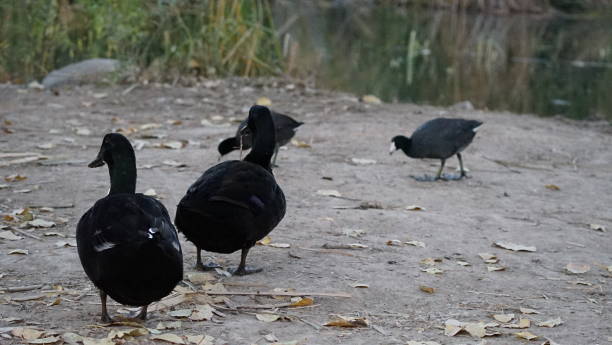 istock Duck Family 2161811885
