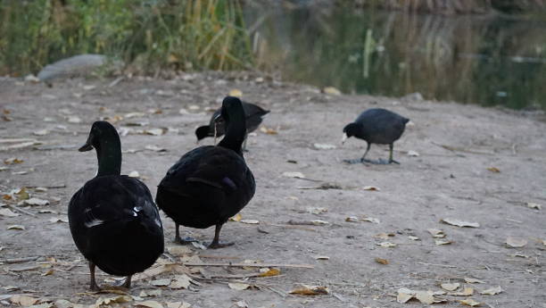 istock Duck Family 2161811890
