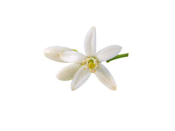 istock Orange tree flower and buds isolated on white 2161812094