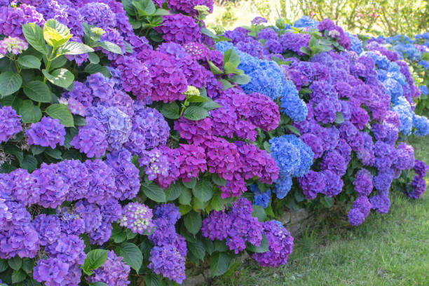 istock Hydrangea macrophylla ornamental shrubs with multi colored flower heads garden hedge. 2161812096