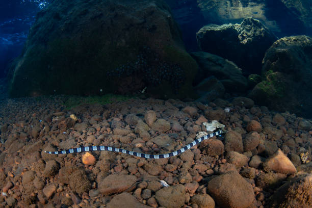 istock Banded Snake Eel on Seafloor in Indonesia 2161812969