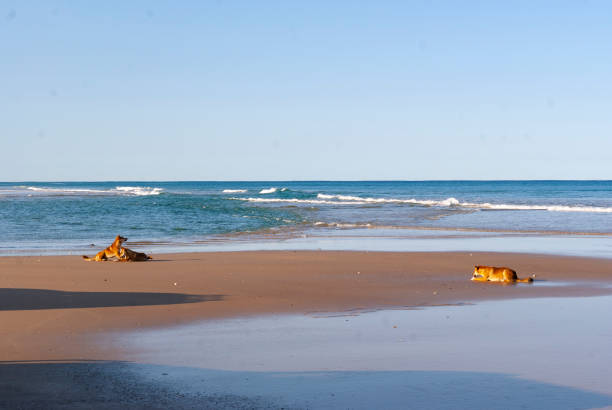 A scenic view of Dingos on the beach at Fraser Island, Australia. The island is known for its unique sand dunes, lush rainforests, and freshwater lakes, making it a popular destination for nature lovers and adventure seekers.