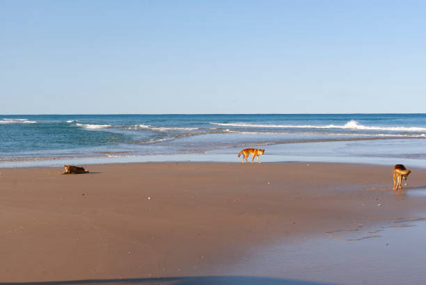 A scenic view of Dingos on the beach at Fraser Island, Australia. The island is known for its unique sand dunes, lush rainforests, and freshwater lakes, making it a popular destination for nature lovers and adventure seekers.
