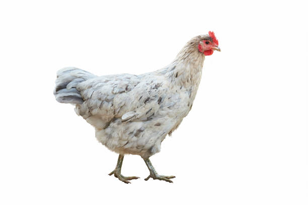 istock White Chicken female isolated on white background 2161815184