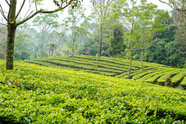 istock Tea leaves from the tea gardens at Puncak Bogor 2161815904
