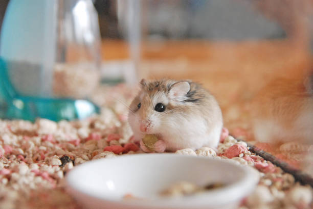 Cute Roborovski hamsters are eating snack seeds