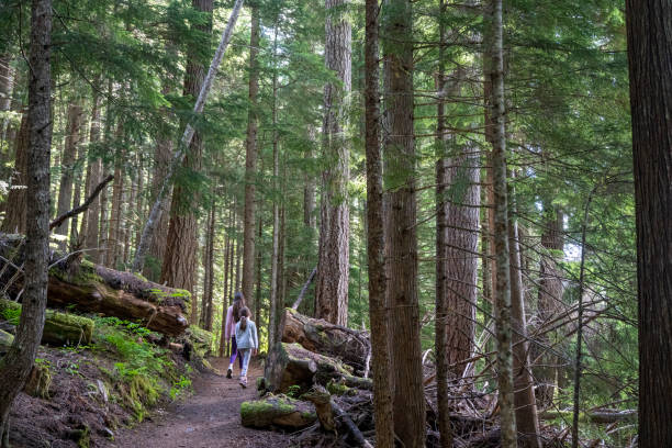 istock Young girls hike in old growth forest 2161817429