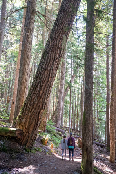 istock Young girls hike in old growth forest 2161817495