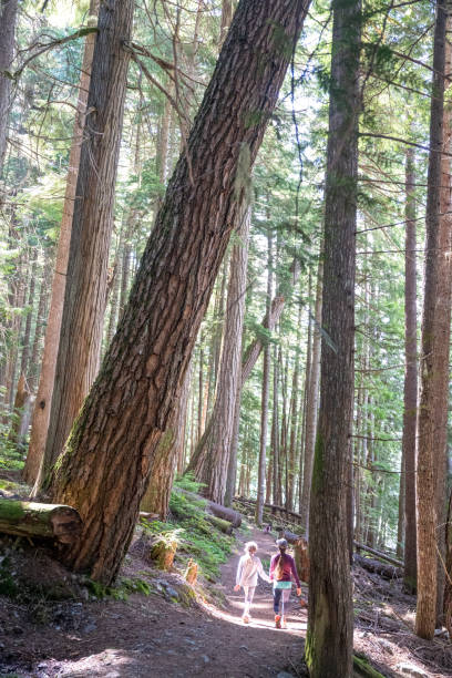 istock Young girls hike in old growth forest 2161817497