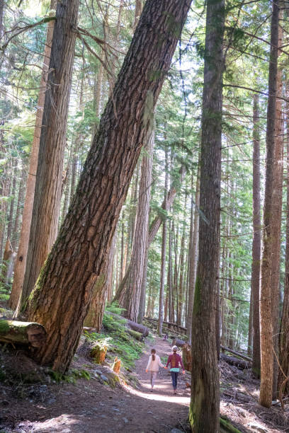 istock Young girls hike in old growth forest 2161817504