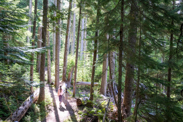 istock Young girls hike in old growth forest 2161817514