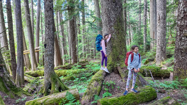 istock Young girls hike in old growth forest 2161817520