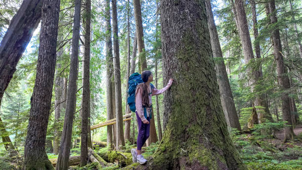 istock Young girl explores old growth forest 2161817522