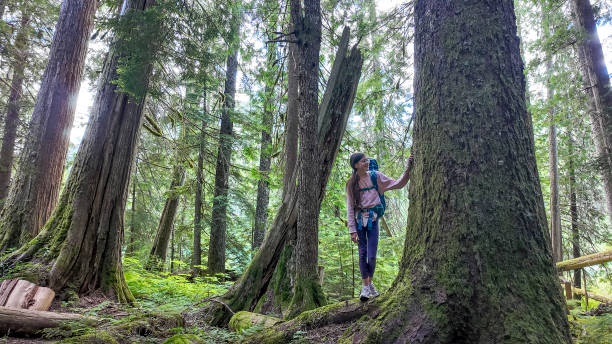 istock Young girl explores old growth forest 2161817539