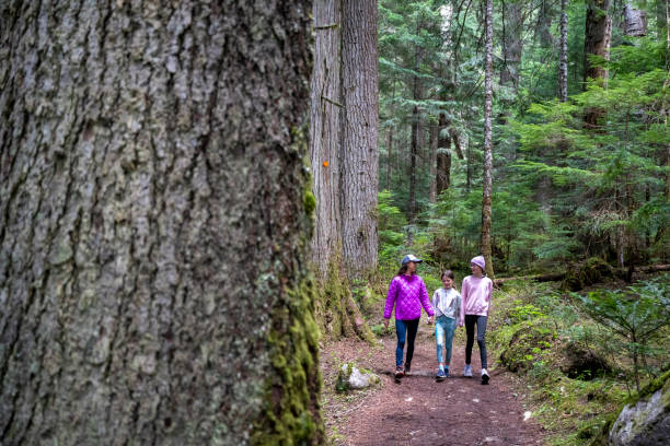 istock Family hikes in old growth forest 2161817569