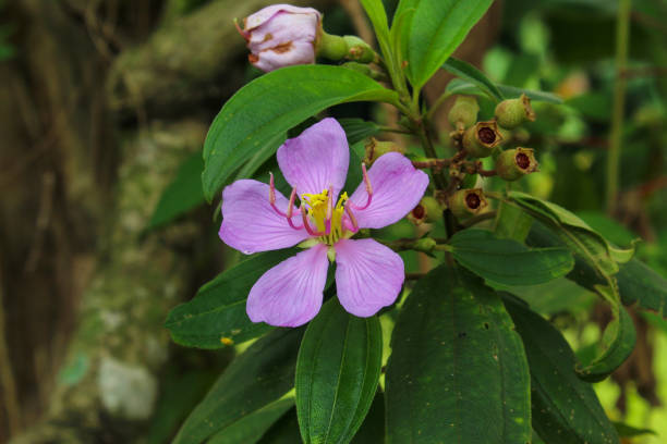 istock The flowers (Melastoma malabatricum) are purple. 2161818190